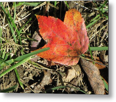 Autumn Metal Print featuring the photograph Fallen Leaf by Michele Wilson