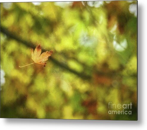 Deciduous Metal Print featuring the photograph Falling by Peggy Hughes