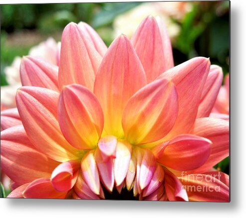 Flower Metal Print featuring the photograph Fanned Out Petals by Chad and Stacey Hall