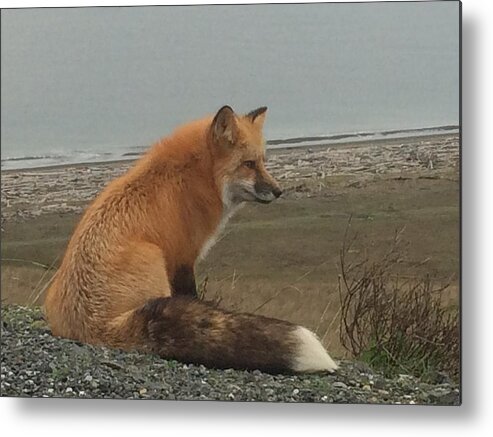 Pacific Ocean Metal Print featuring the photograph Ferdinand Fox by Celeste Stancliff