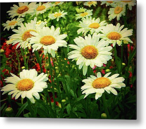 Fine Art Prints Metal Print featuring the photograph Field of Daisies by Dave Bosse