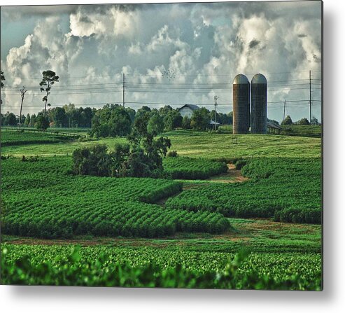 Flowers Metal Print featuring the painting Field of Green by Michael Thomas
