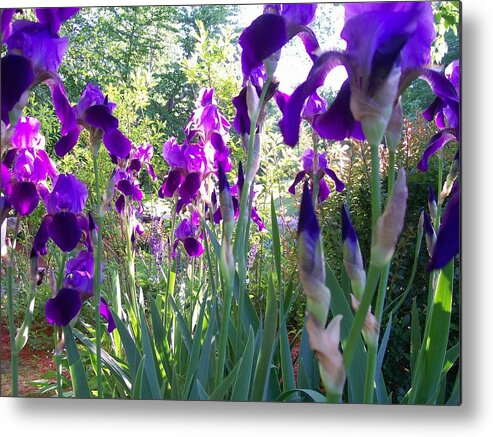 Photography Metal Print featuring the digital art Field of Irises by Barbara S Nickerson