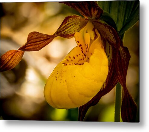 Wildflower Metal Print featuring the photograph First Lady by Terry Ann Morris