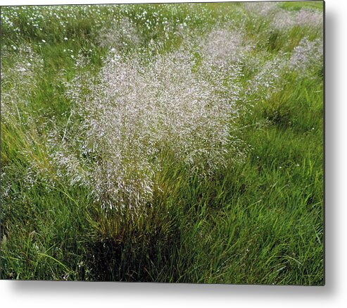 Flower Metal Print featuring the photograph First Meadow Flowers by Eric Forster