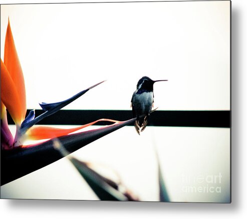 Humming Bird Metal Print featuring the photograph Fitting In by Maricela Nunez