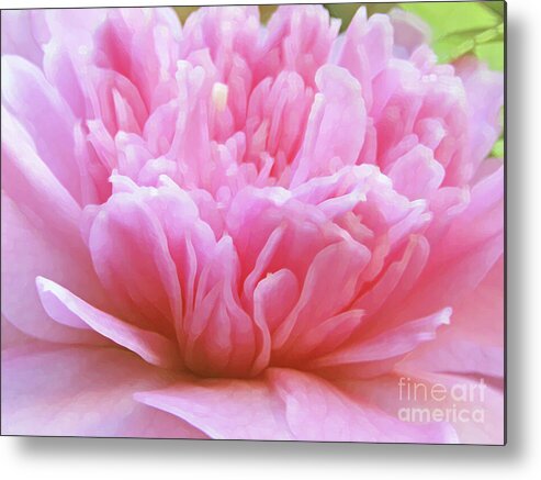 Camellia Metal Print featuring the photograph Flamboyant Camillia by Kim Tran