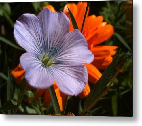 Flax Metal Print featuring the photograph Flax and Aster by Helen Orth