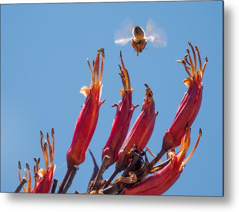 Flowers Metal Print featuring the photograph Flight of the Bumble Bee by Derek Dean
