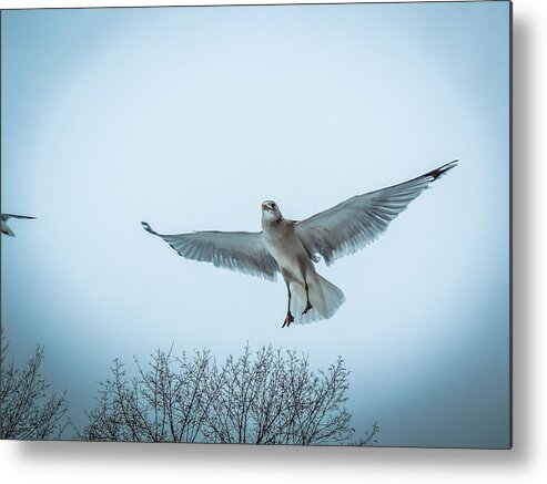 Flying Metal Print featuring the photograph Floating on Hope by Glenn Feron