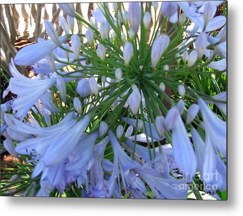 Flower Metal Print featuring the photograph Flora by Julia Stubbe