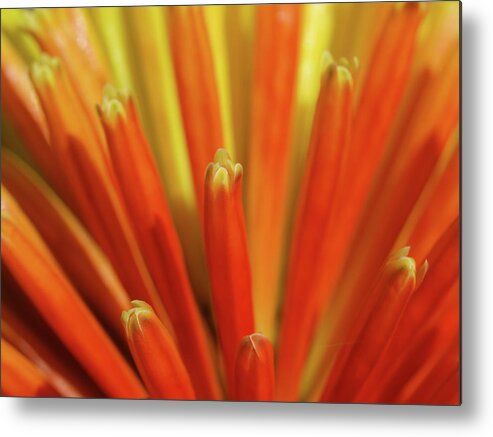 Nature Metal Print featuring the photograph Floral Fireworks by Evelyn Tambour