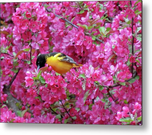 Oriole Metal Print featuring the photograph Floral Oriole 4 by MTBobbins Photography