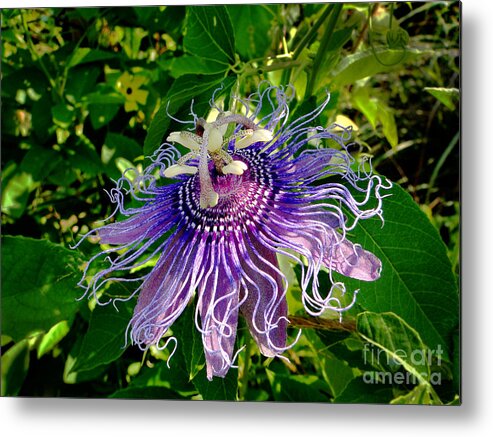 Flower Metal Print featuring the photograph Floral Passion by Sue Melvin