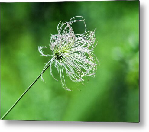 Flower Metal Print featuring the photograph Flower 8941 by Tam Ryan
