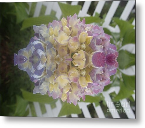 Flowers Metal Print featuring the photograph Flower Power by Christina Verdgeline