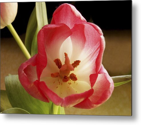 Flowers Metal Print featuring the photograph Flower Tulip by Nancy Griswold