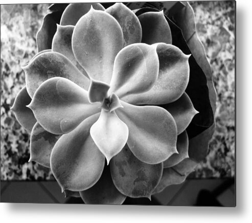 Flower Metal Print featuring the photograph Flowers everywhere by Thamires Oliveira