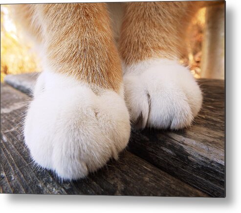 Canada Metal Print featuring the photograph Fluffy Paws by Zinvolle Art