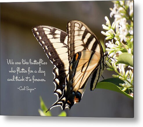 Butterfly Metal Print featuring the photograph Flutter Forever by Leslie Montgomery