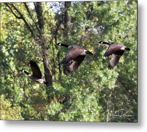 Geese Metal Print featuring the photograph Fly Away by Jackson Pearson