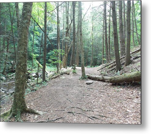 North Adams Metal Print featuring the photograph Forest Trail Along Brook by Catherine Gagne