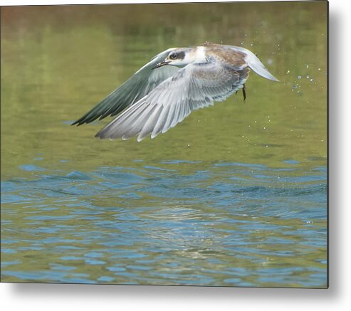 Forster's Metal Print featuring the photograph Forster's Tern 5747-092217-2cr by Tam Ryan