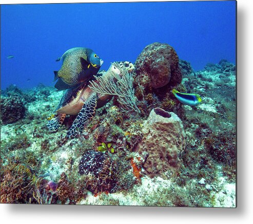 Ocean Metal Print featuring the photograph French Angelfish and the Green Turtle by Matt Swinden