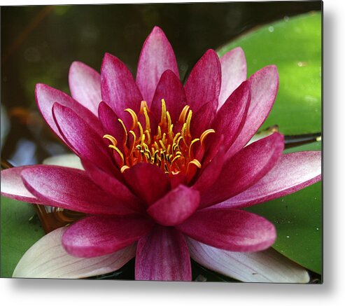 Floral Metal Print featuring the photograph Full Lotus by James Granberry