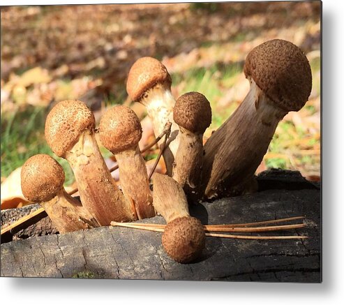 Fungi Metal Print featuring the photograph Fungi Party by Cara Frafjord