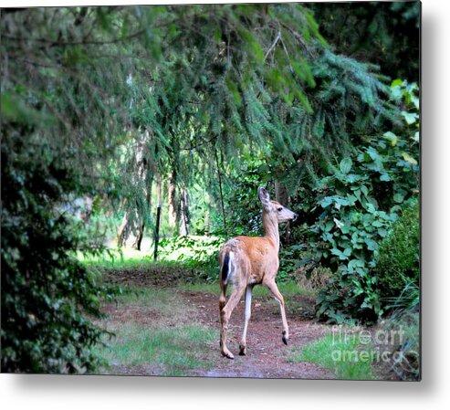 Deer Metal Print featuring the photograph Garden Guest by Tatyana Searcy