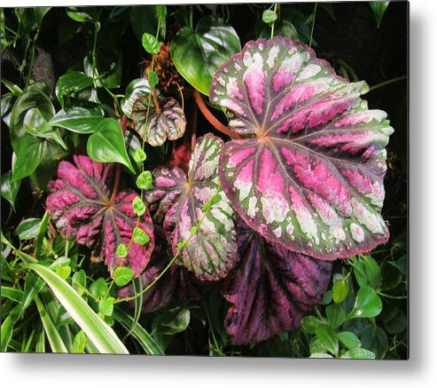 Flowers Metal Print featuring the photograph Garden Up the walls 8 by Rosita Larsson