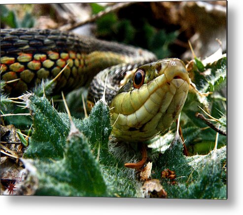 Snake Metal Print featuring the photograph Garter by Scott Hovind