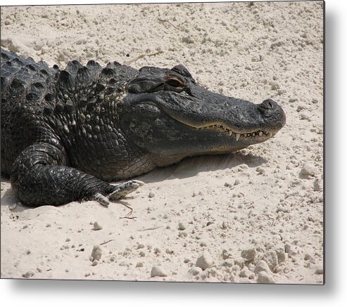 Alligator Metal Print featuring the photograph Gator II by Creative Solutions RipdNTorn