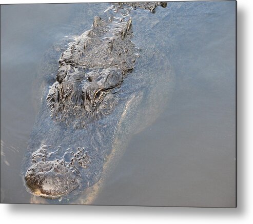 Alligator Metal Print featuring the photograph Gator III by Creative Solutions RipdNTorn