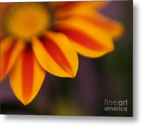Flowers Metal Print featuring the photograph Gazania Closeup by Dorothy Lee