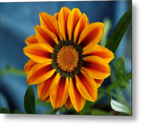 Flowers Metal Print featuring the photograph Gazania In Electrified Color by Dorothy Lee