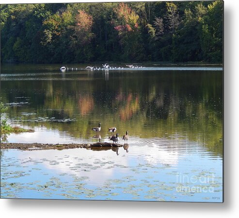 Photography Metal Print featuring the photograph Geese At Rest And Flying by Phil Perkins