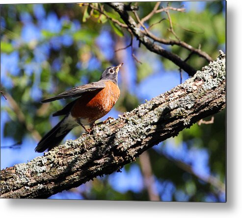 American Robin Metal Print featuring the photograph Get Down and Boogie by Jennifer Robin