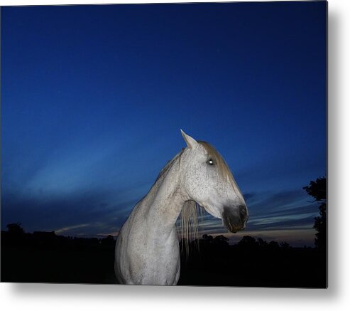 Horse Metal Print featuring the photograph Ghost Horse by Susan Baker