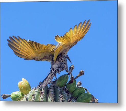 Gilded Metal Print featuring the photograph Gilded Flicker 2365 by Tam Ryan
