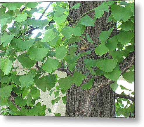 Ginkgo Metal Print featuring the photograph Ginko Leaves by Brandy Woods