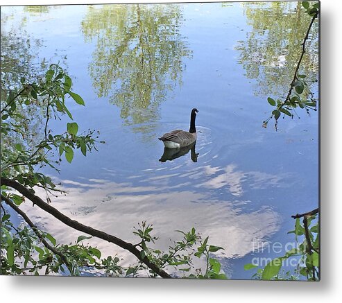 Nature Metal Print featuring the photograph Gliding Goose by Barbara Plattenburg