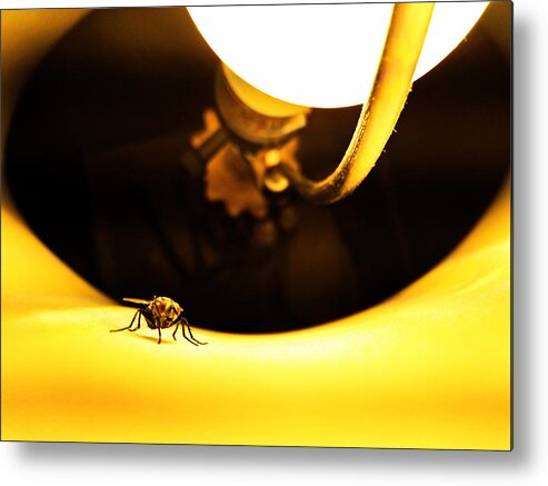 Lamp Metal Print featuring the photograph Glow Fly by Robert Knight