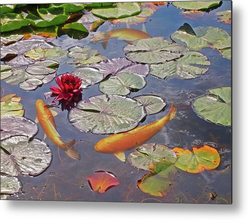 Water Lily Metal Print featuring the photograph Golden Koi Pond by Gill Billington