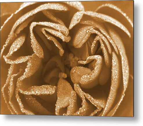 Rose Metal Print featuring the photograph Golden Rose by Amy Fose