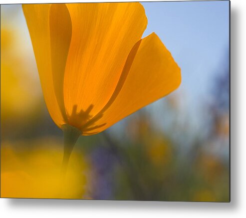 Poppies Metal Print featuring the photograph Golden Treasure by Sue Cullumber