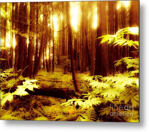 Forest Metal Print featuring the photograph Golden Woods by Kim Prowse