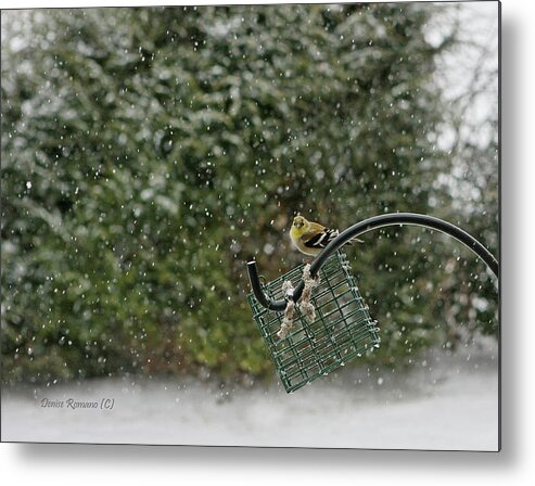 Winter Metal Print featuring the photograph Goldfinch by Denise Romano