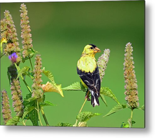 Goldfinch Metal Print featuring the photograph Goldfinch in a Flower Garden by Rodney Campbell